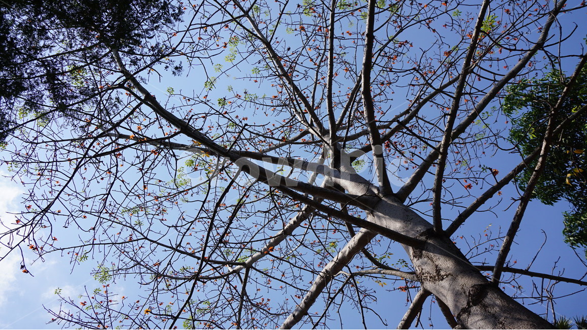 나무,흰나무,올려다본,숲,나무가지,식물,자연,plants,nature,나무,trees,wood