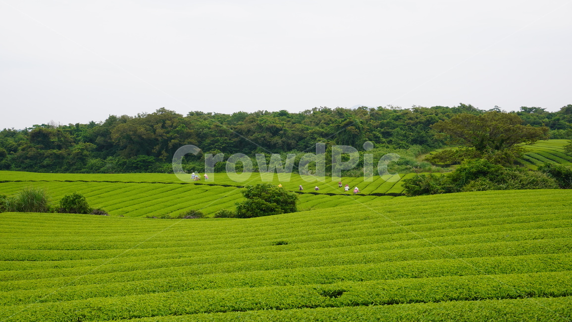 자연,녹차밭,제주도,제주녹차,식물,자연,풍경,nature,landscape