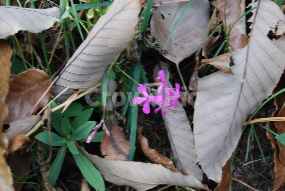 칠갑산,청양군,휴양림,100대명산,들꽃,식물,자연,plants,nature,꽃,flower