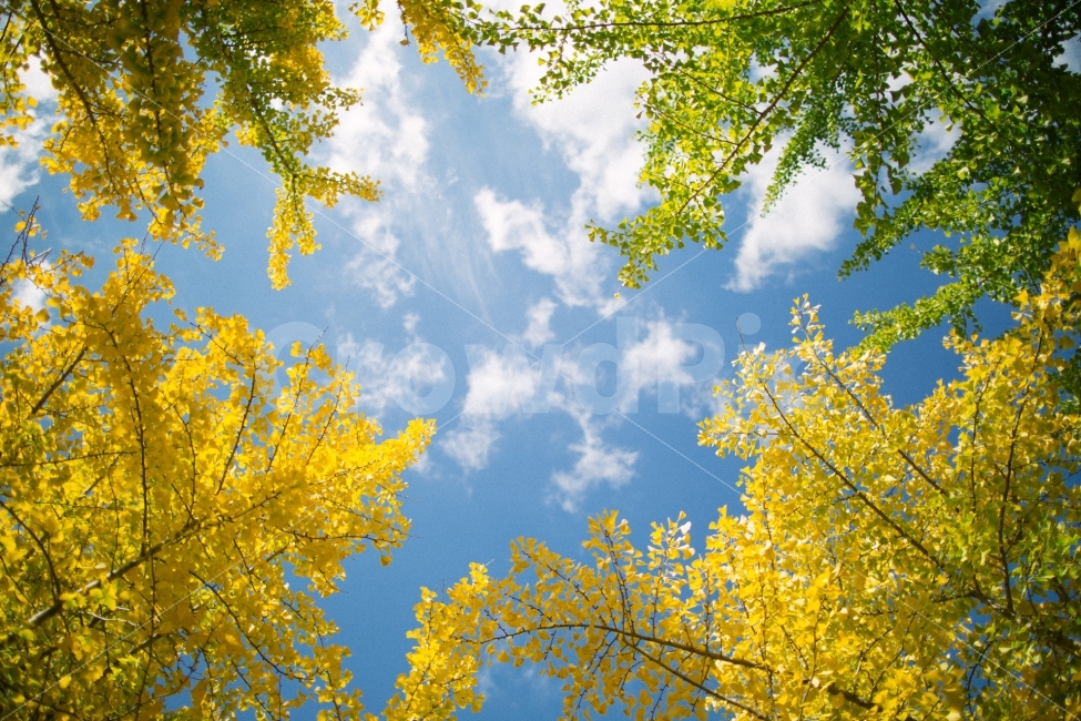 가을,단풍,구름,하늘,감성,가을,계절,fall,autumn,season,자연,풍경,nature,landscape,식물,plants