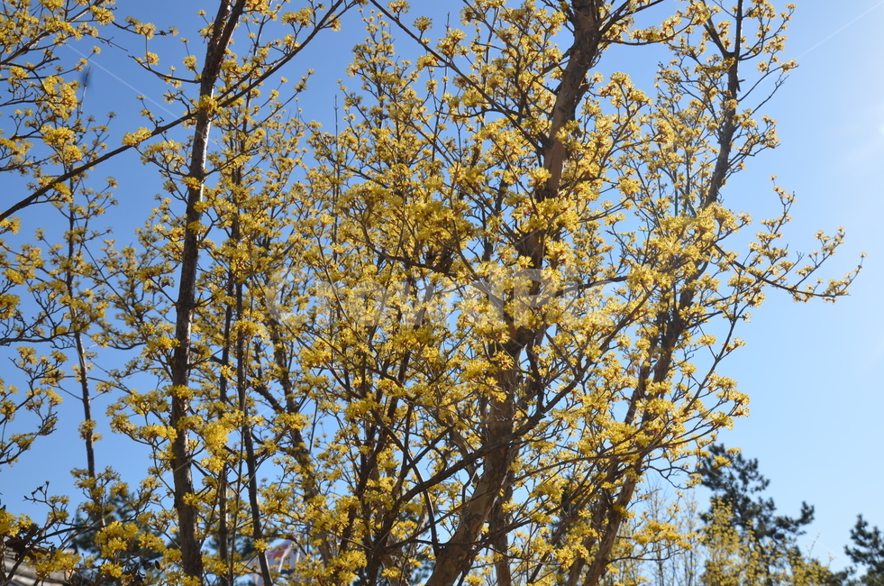 꽃,봄,나무,노란꽃,꽃나무,노랑꽃,노랑,노랑색,봄,계절,spring,season,식물,자연,plants,nature,꽃,flower,tree,plant