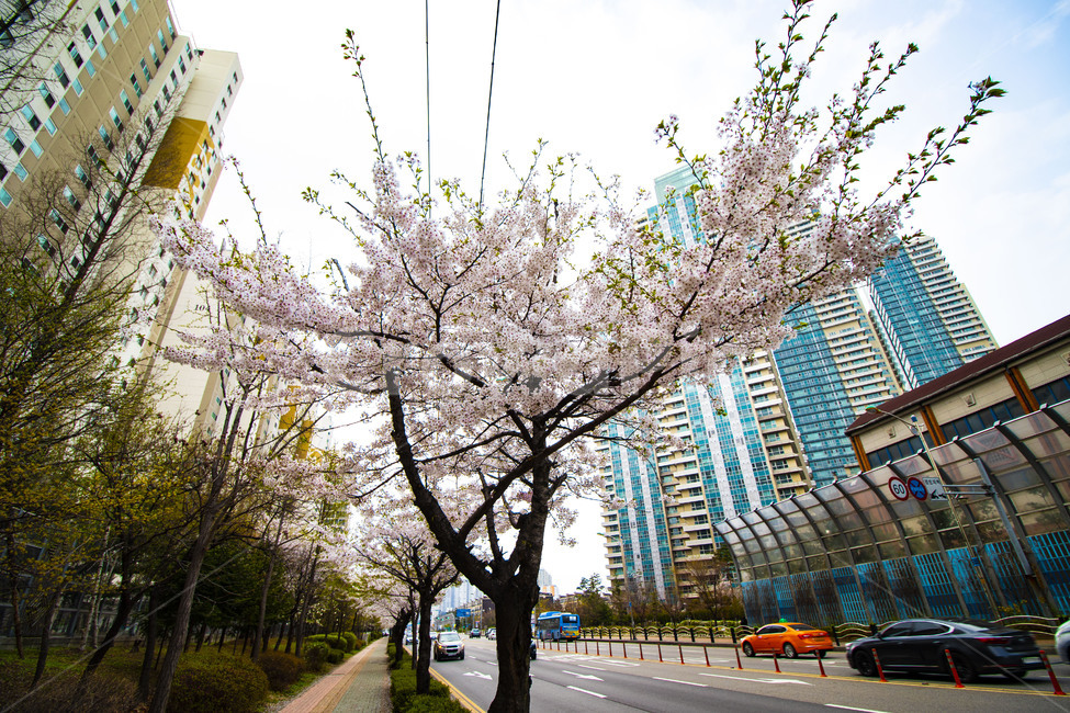 벚꽃,봄,spring,따뜻하다,도로,가로수,봄,계절,spring,season,도시,풍경,city,landscape,car,차,vehicle,차량,transportation,교통,automobile,자동차,plant,식물