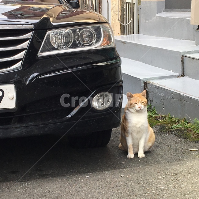 cat,고양이,차,자동차,치즈냥,길고양이