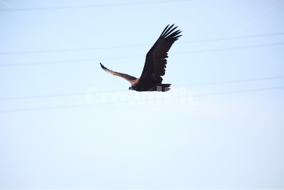 독수리,철새,새,조류,cinereousvulture,동물,animal,조류,새,birds