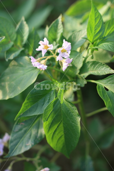 감자꽃,plant,식물,flower,꽃,blossom