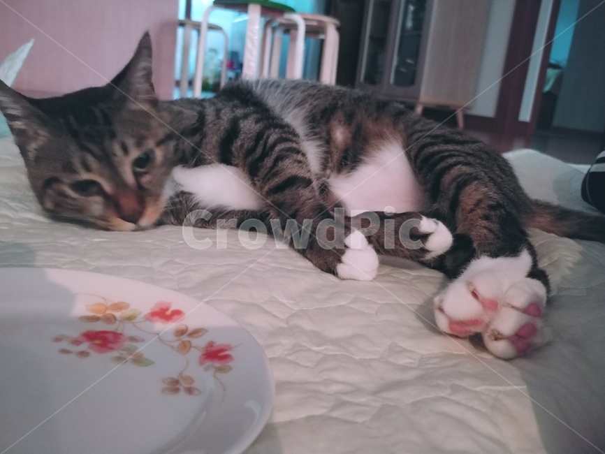 고양이,조는,코숏,통통,털,거실