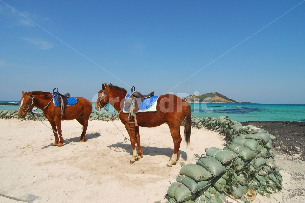말,제주도,제주,비양도,풍경,동물,승마,여행,관광,바다,레저,탈것,자연,풍경,nature,landscape,한국자연풍경,한국자연경관,korea nature landscape,제주도,jeju,jeju island,동물,animal,포유류,mammal,horse