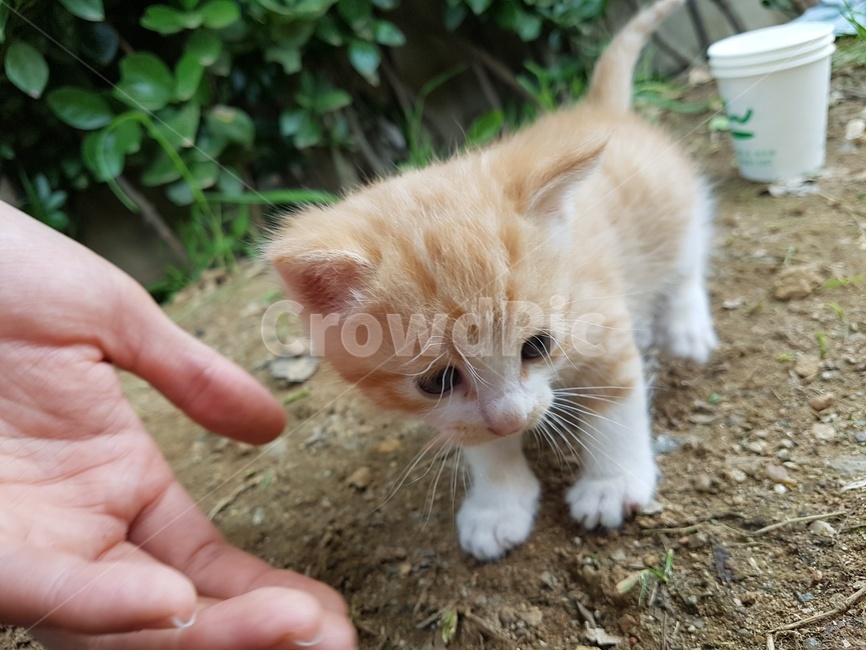 person,사람,human,인간,동물,애완동물,고양이새끼,kitten,pet,고양이,cat,mammal,포유류,아기고양이,길고양이,동물,animal,포유류,mammal,고양이,cat,kitten,kitty
