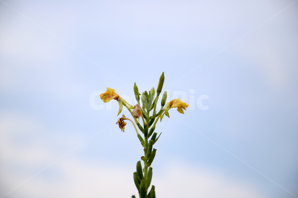 plant,식물,자연,autumn,가을꽃,꽃,flower,nature,들풀,wildherb,식물,자연,plants,nature,꽃,flower