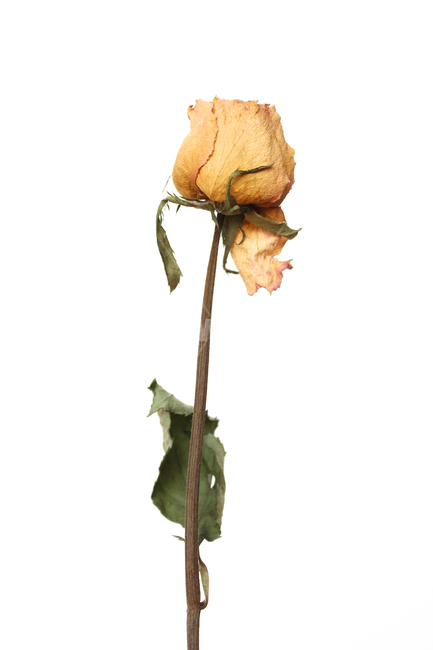 식물,흰배경,꽃,자연,플라워,한송이,장미,로즈,노랑,옐로우,노란색,줄기,나뭇잎,드라이,드라이플라워,건조,말린,마른,시든,오래된,낡은,시들다,꽃,flower,누끼,remove background