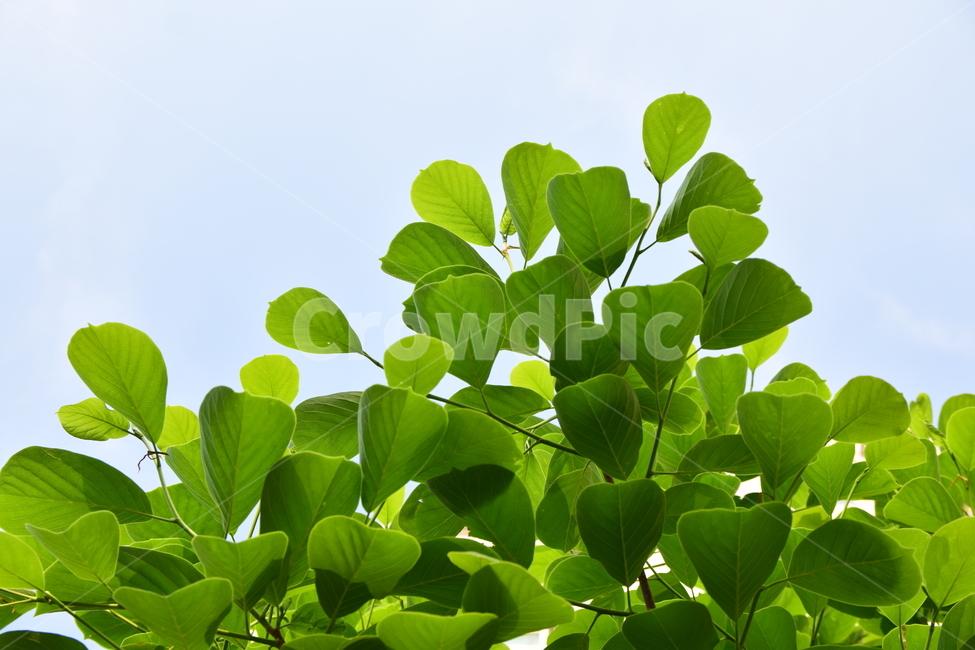 나뭇잎,잎,잎사귀,잎새,초록,그린,신록,leaves,싱그러운,청정,자연,식물,힐링,green,nature,plants,나무,초록물결,시즌,계절,바탕,배경,백그라운드,패턴