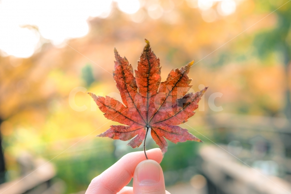 가을,단풍,낙엽,감성,보케,감성사진,아웃포커싱,가을,계절,fall,autumn,season,식물,자연,plants,nature,사람,인물,인간,human,person,신체일부,몸,body,감성,sensible,feeling,leaf,잎,plant,tree,나무