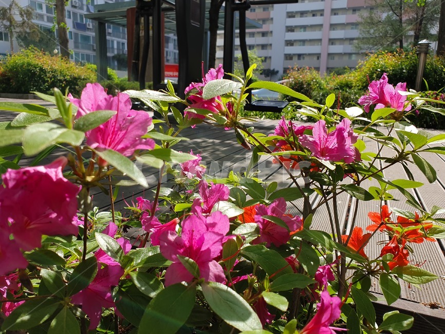 날씨,꽃,도심속꽃,꽃공원,꽃장식,식물,자연,plants,nature,꽃,flower