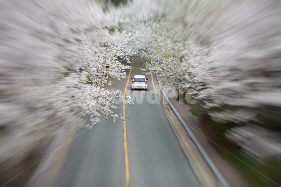 벚꽃,봄꽃,봄,꽃,계절,식물,자연,공존,plant,spring,도로,road,자동차,봄,계절,spring,season