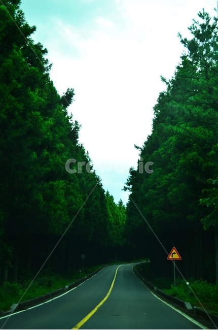 숲,숲길,나무,자연풍경,삼나무,자연,초록색,green,삼나무길,자연,풍경,nature,landscape,교통,교통수단,traffic,transportation,road,도로