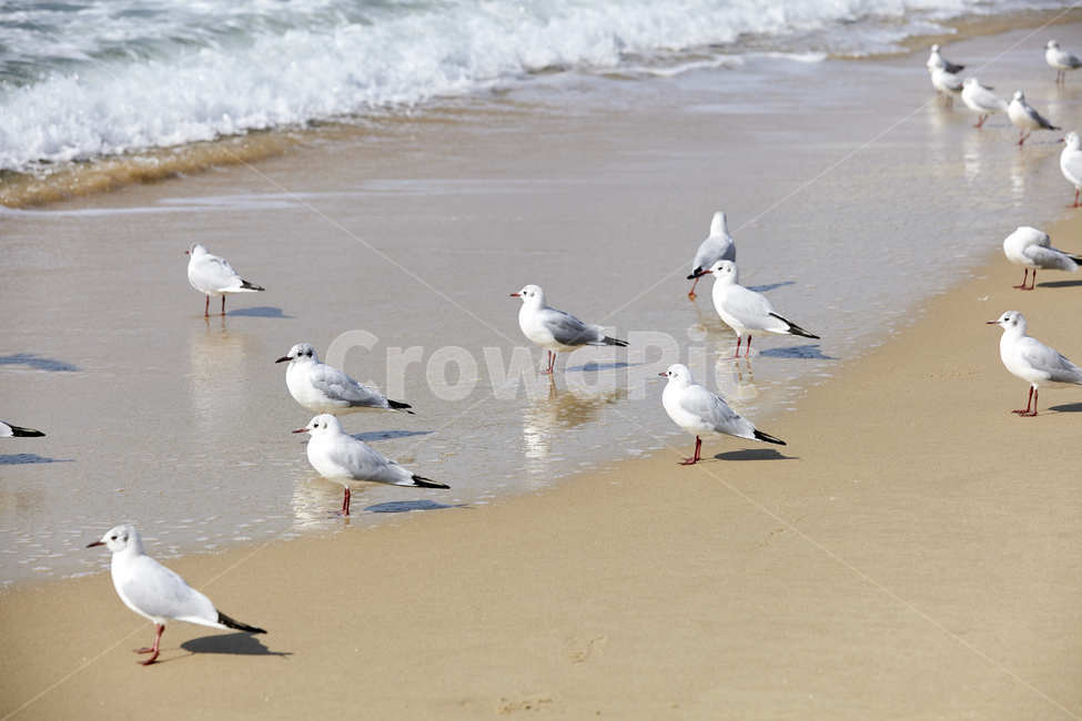 해운대갈매기,갈매기무리,바다갈매기,부산갈매기,갈매기,해변,바다,beach,sea,동물,animal,조류,새,birds