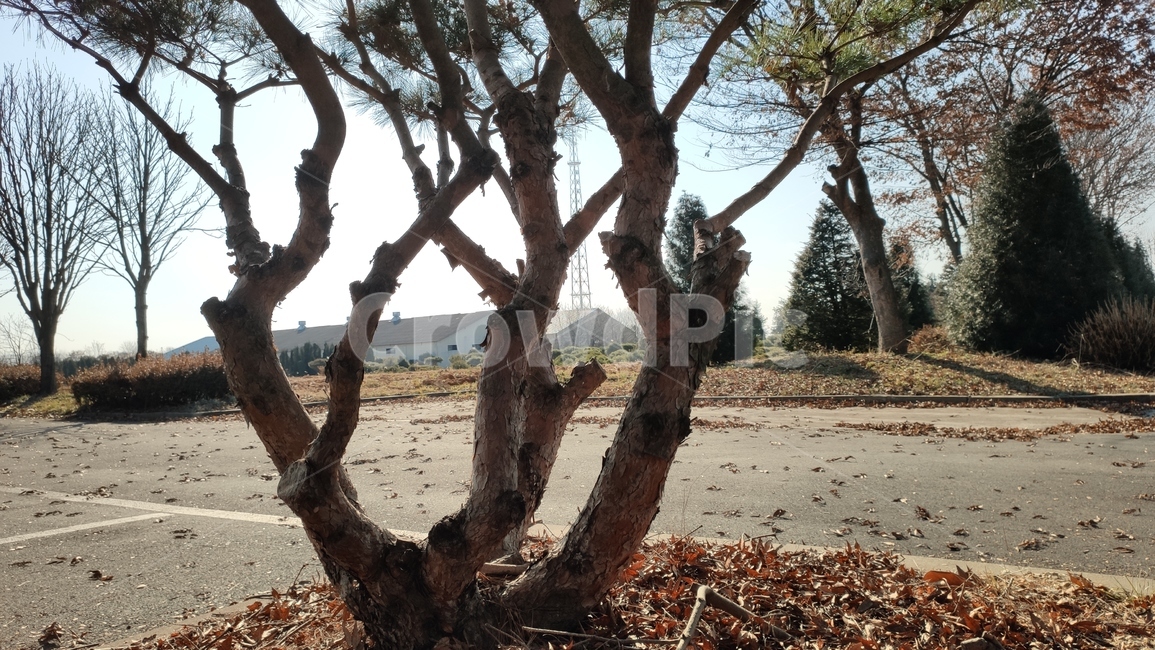 소나무가지,plnebranches,정원수,tree,나무,treetrunk,나무줄기,plant,식물,식물,자연,plants,nature,나무,trees,wood