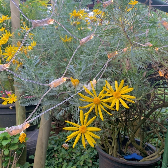 허브,herbs,planter,식물,plant,꽃밭,조명,pottery,식물,자연,plants,nature,꽃,flower