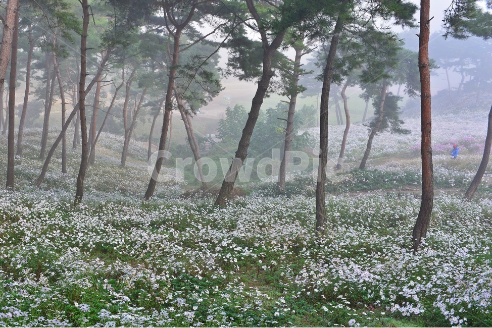 weather,날씨,fog,안개,nature,자연,outdoors,옥외,tree,나무,plant,식물,treetrunk,나무줄기,vegetation,초목,woodland,삼림지,forest,숲,정읍,구절초공원,구절초,구절초축제,소나무