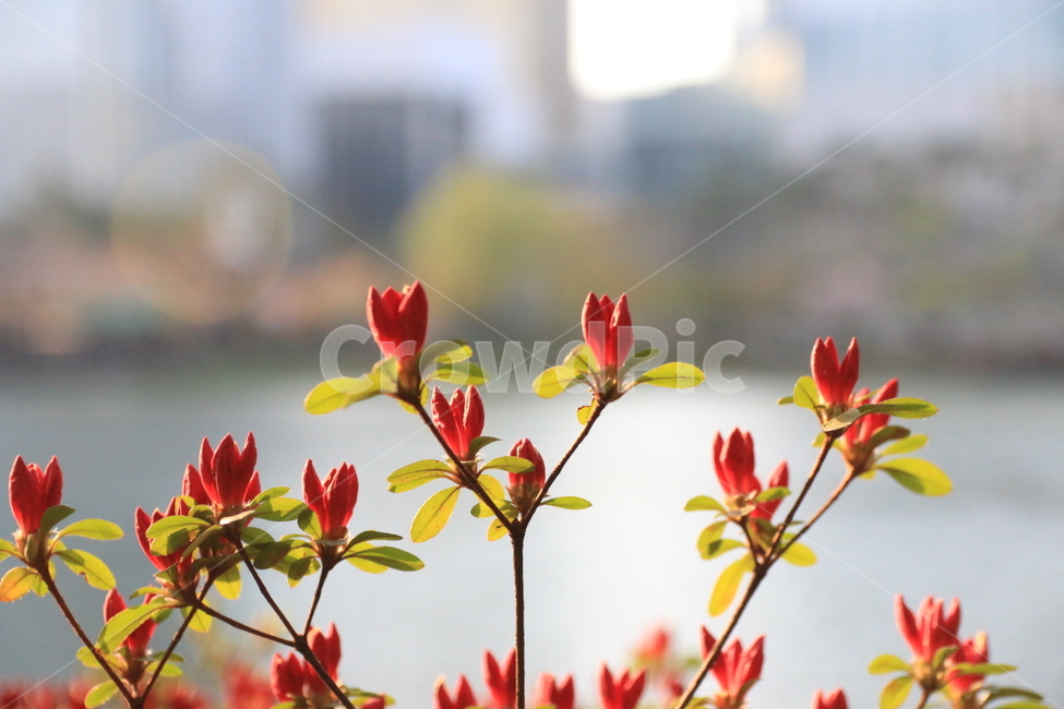 봄,꽃,배경,이미지,호수,식물,자연,plants,nature,꽃,flower,감성,sensible,feeling