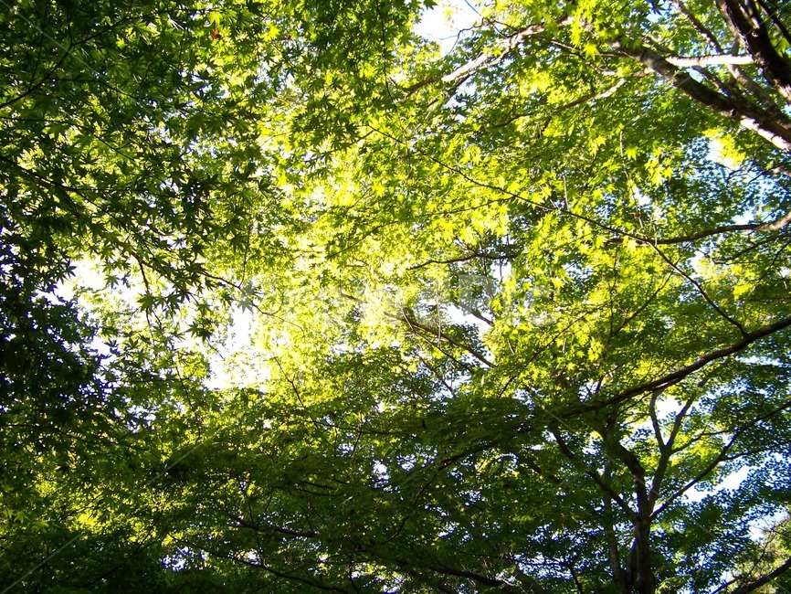 나무,햇살,봄,숲,녹음,초록잎,잎사귀,자연,생태,여름,우거진,생동감,햇빛,자연광,청량감,시원함,힐링,생명력,휴식,초록빛,숲속,산림욕,감성,자유,아웃도어,풍경,피톤치드,환경,아름다움,평온,무성함,그늘,싱그러움,자연치유,우거짐,감동,힐링코스,청정,신선함,정취