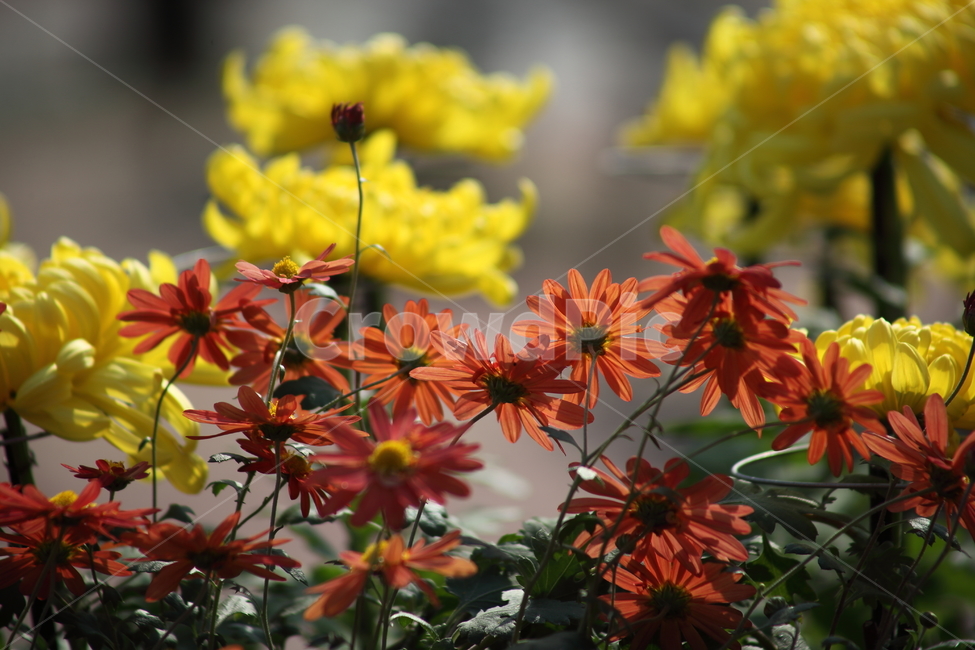 국화,식물,꽃,가을꽃,chrysanthemum,식물,자연,plants,nature,꽃,flower