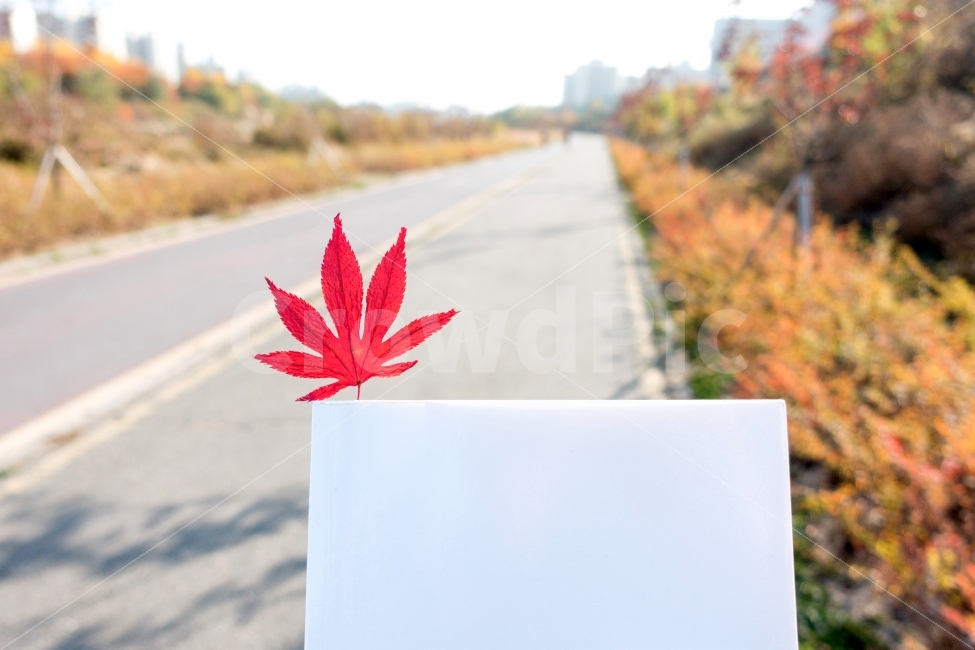 북마크,책,책갈피,가을,단풍,낙엽,도로,길,하늘,거리,풀,도서,빨강,흰색,노랑,녹색,초록,밝음,독서,bookmark,book,autumn,leaf,leaves,road,sky,grass,red,white,yellow,green,bright,reading,가을,계절,fall,autumn,season,식물,자연,plants,nature,감성,sensible,feeling,연출,컨셉,콘셉,direction,concept,plant,잎,tree,나무