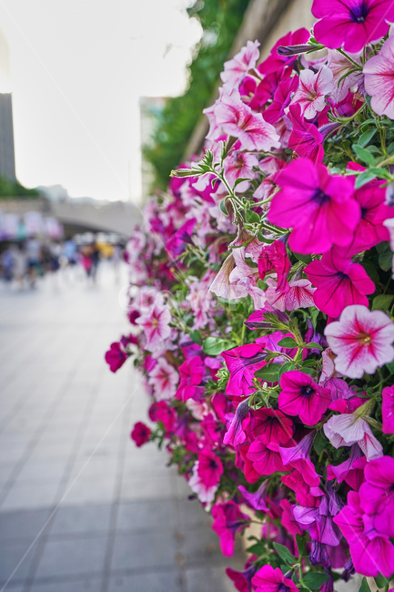 청계천,꽃,여름,식물,자연,식물,자연,plants,nature,꽃,flower