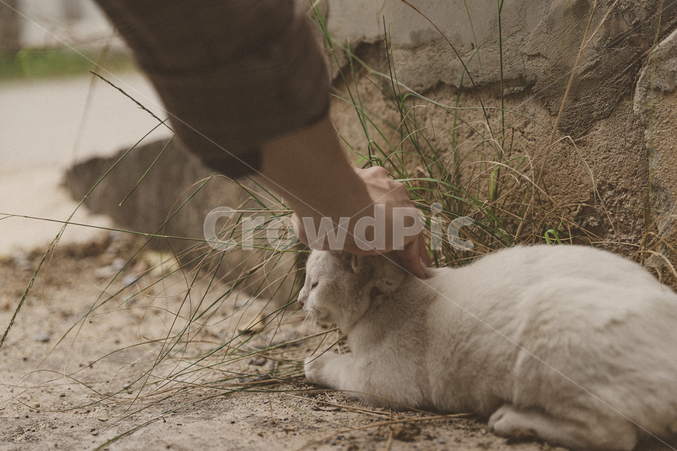 stray cat,cat,animal