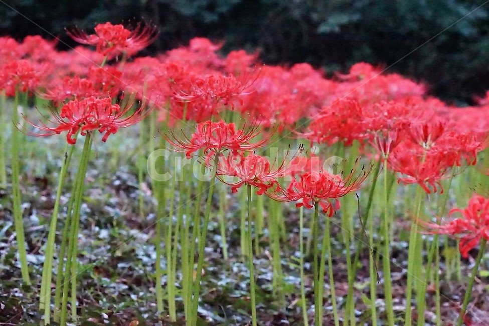 꽃,상사화,꽃무릇,자연,식물,가을,붉은꽃,red,fiower,nature,green,fall,식물,자연,plants,nature,꽃,flower
