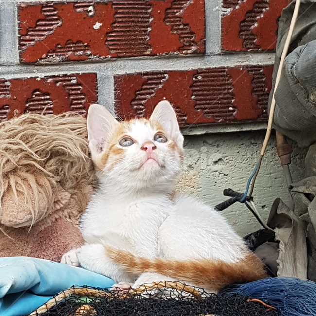 고양이,새끼고양이,앞모습,아련함,벽돌