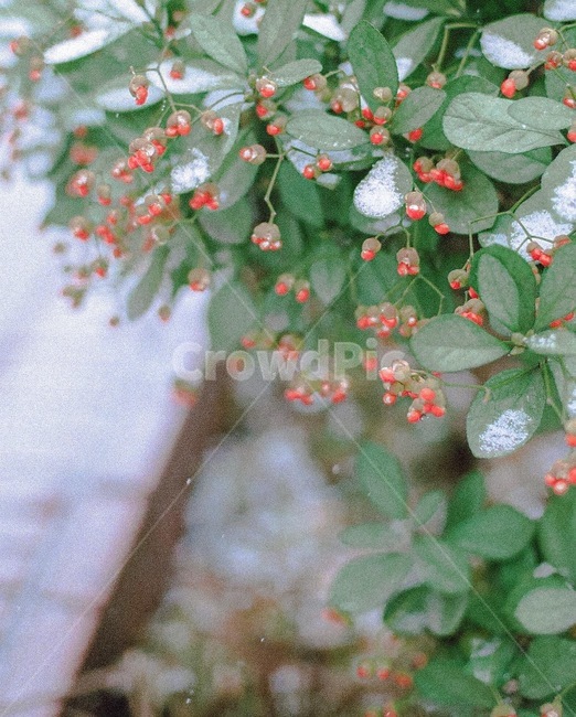 식물,눈,화문,필름,필름카메라,plant,식물,자연,plants,nature