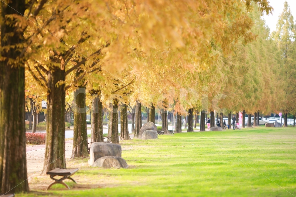 광주,지스트,메타세콰이어,가을,단풍,자연,풍경,nature,landscape,가을,계절,fall,autumn,season,plant,식물,tree,나무,tree trunk,나무 줄기