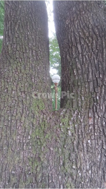 가로등,불빛,조명시설,전등,보행등,보안등,식물,자연,plants,nature,나무,trees,wood