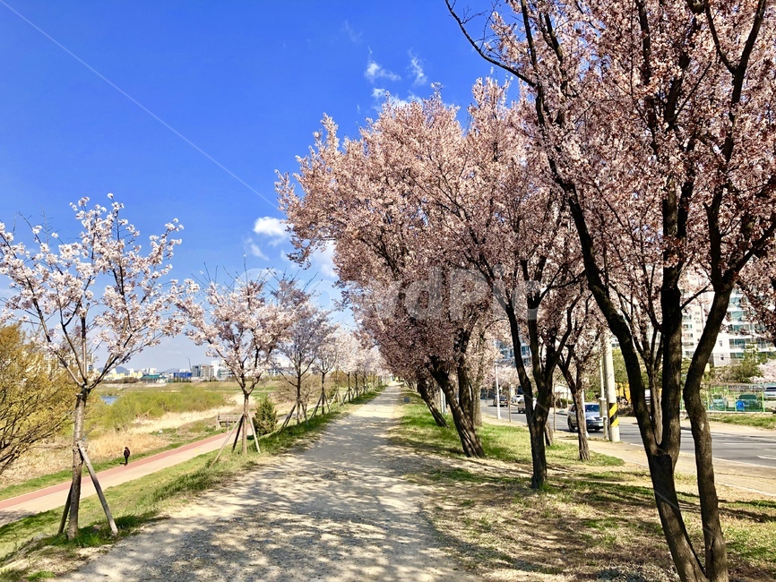 벚꽃길,벚꽃,산책길,벚꽃핀길,초봄,봄,계절,spring,season,자연,풍경,nature,landscape,plant,식물,flower,꽃,blossom
