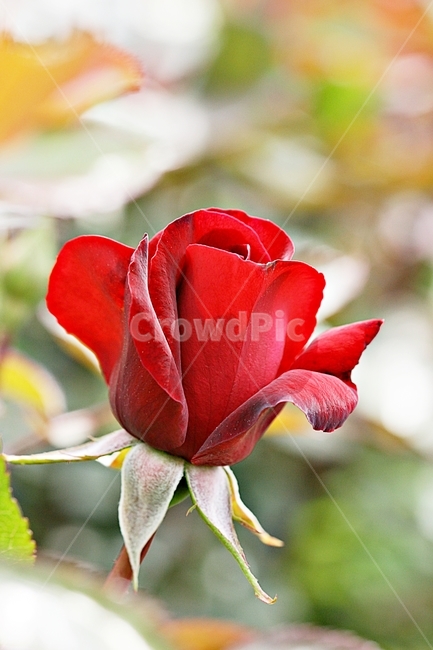 장미,꽃,축제,식물,고백,아름다움,공원,식물,자연,plants,nature,꽃,flower