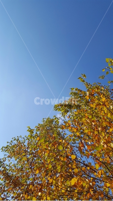 가을하늘,sky,fall,단풍,나무tree낙엽lonely