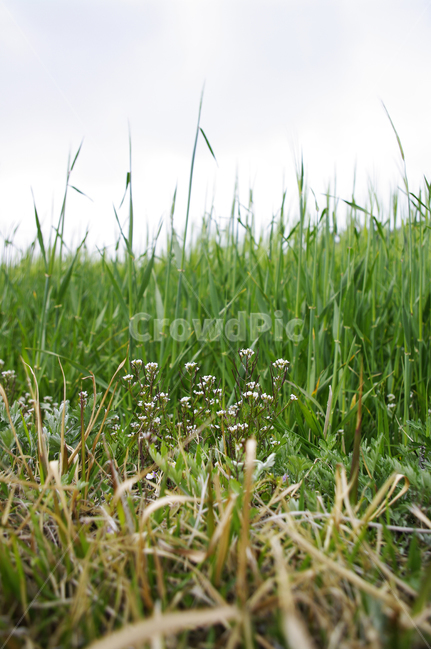 청보리,보리밭,식물,plant,자연,nature,봄,spring,식물,자연,plants,nature