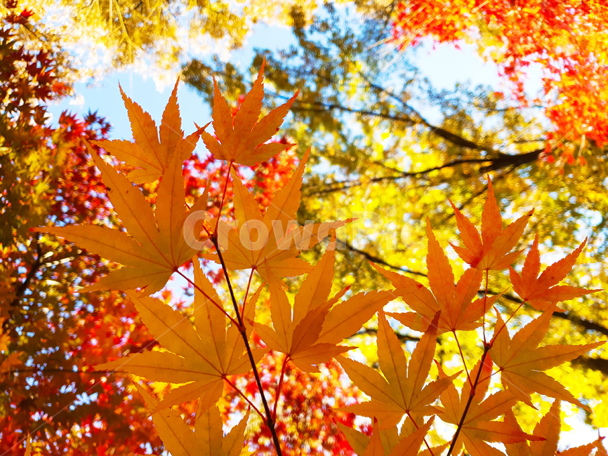 가을,단풍,나무,계절,낙엽,산,식물,하늘,가을,계절,fall,autumn,season,식물,자연,plants,nature,plant,leaf,잎,maple,tree