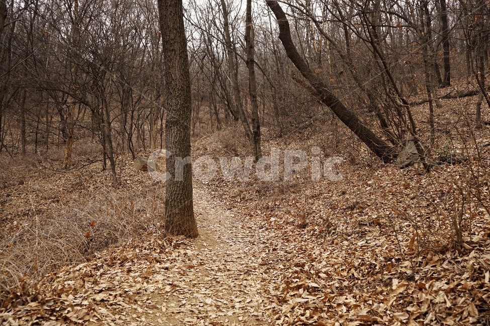 나무,자연,식물,초봄,낙엽,나무가지,landscape,nature,trees,desolation,solitary,fallenleaves,brown,branches,작은길,숲길,산책길,낙옆,겨울산,trail,forest,자연,풍경,nature,landscape,ground,바닥,plant,tree,road,도로,gravel,자갈,dirt road,흙길