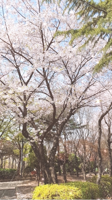 plant,식물,나무,풍경,벚꽃,공원