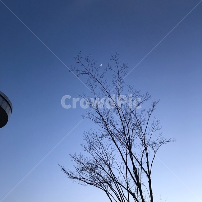하늘,밤하늘,나무,풍경,sky,tree