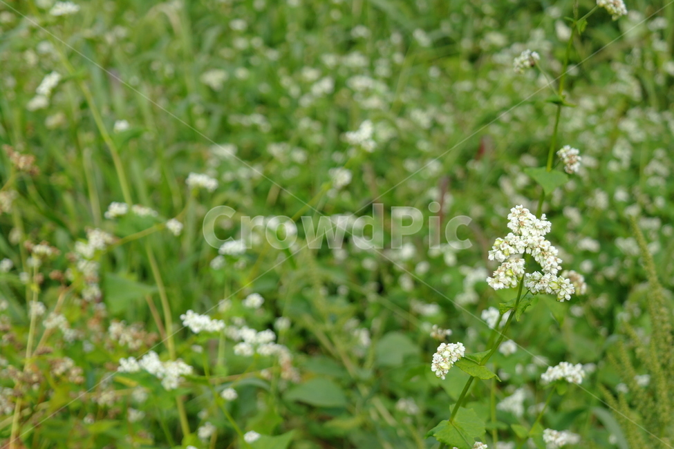 봄,꽃,자연,풍경,초록,식물,자연,plants,nature,꽃,flower