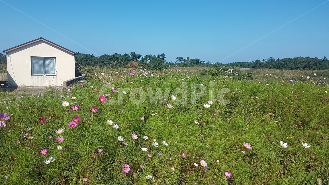 코스모스,가을,꽃,들판,풍경,하늘,nature,자연,outdoors,옥외,grassland,목초지,field,들