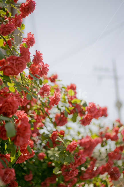 식물,장미,red,봄,꽃,flower,rose,자연,식물,자연,plants,nature,꽃,flower