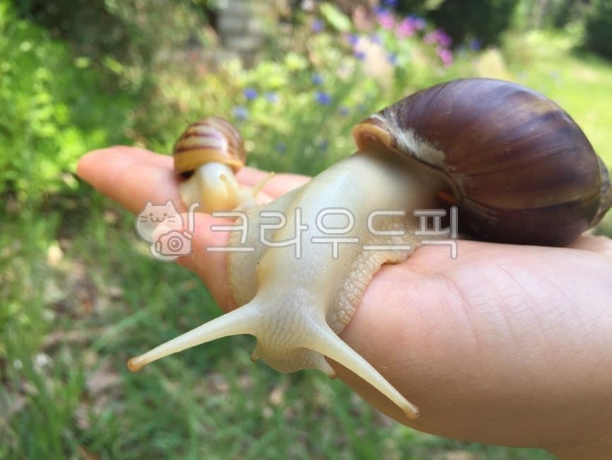 애완달팽이,백와달팽이,달팽이,자연에서달팽이,달팽이더듬이
