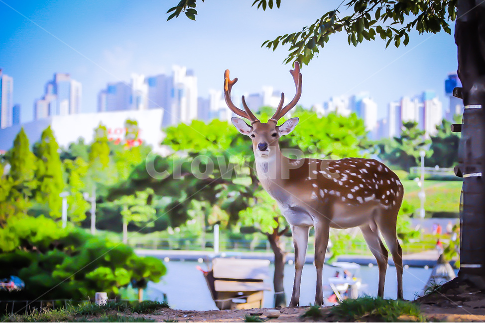 동물,사슴,밤비,공원,꽃사슴,자연,힐링,동물,animal,포유류,mammal