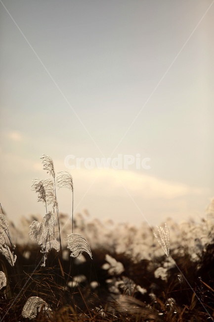 갈대,공원,하늘,햇빛,reed,park,sky,가을,계절,fall,autumn,season,식물,자연,plants,nature,plant,grass,잔디,lawn