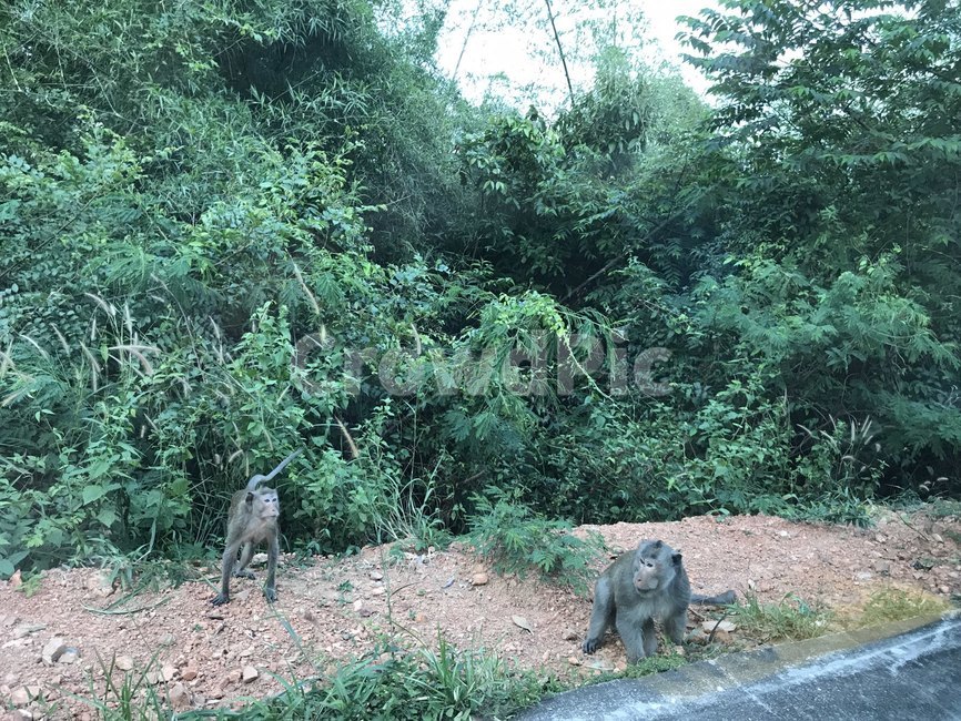 원숭이,자연,원숭이동네,동물,귀여움
