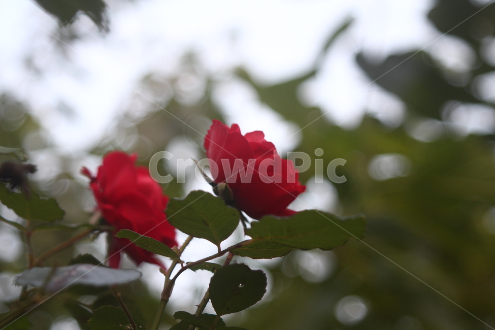 장미,꽃,가을,여행,좋은느낌,식물,자연,plants,nature,꽃,flower